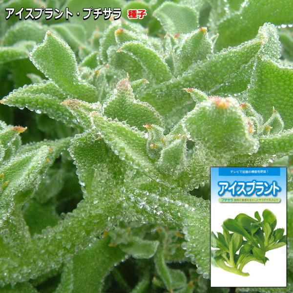 ★小袋種子の配送便と送料についてお願い小袋種子のみのご注文は、メール便にて全国一律180円で送付させて頂きます。ご注文時から概ね３日間ほどで出荷します。 代引き・着日時間指定は出来ませんので、予めご了承願います。