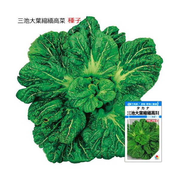 ちりめんタカナ種子 三池大葉縮緬高菜 3.5ml（約1200粒）