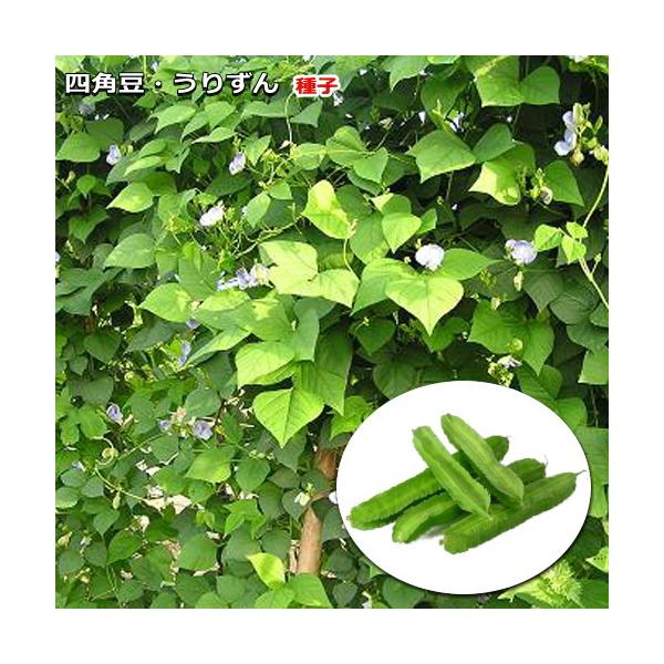 ★小袋種子の配送便と送料についてお願い小袋種子のみのご注文は、メール便にて全国一律180円で送付させて頂きます。ご注文時から概ね３日間ほどで出荷します。 代引き・着日時間指定は出来ませんので、予めご了承願います。--------------...