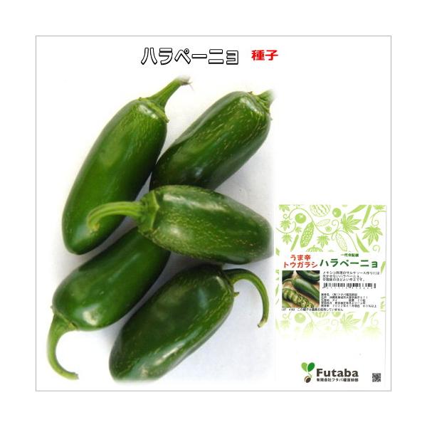 辛 とうがらし 種子 ハラペーニョ 20粒トウガラシ