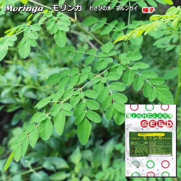 ★小袋種子の配送便と送料についてお願い小袋種子のみのご注文は、メール便にて全国一律180円で送付させて頂きます。ご注文時から概ね３日間ほどで出荷します。 代引き・着日時間指定は出来ませんので、予めご了承願います。--------------...