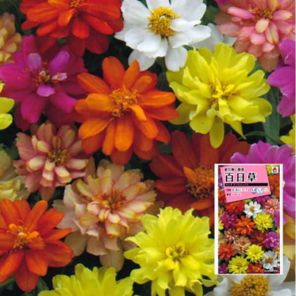 ★小袋種子の配送便と送料についてお願い小袋種子のみのご注文は、メール便にて全国一律200円で送付させて頂きます。ご注文時から概ね３日間ほどで出荷します。 代引き・着日時間指定は出来ませんので、予めご了承願います。--------------...