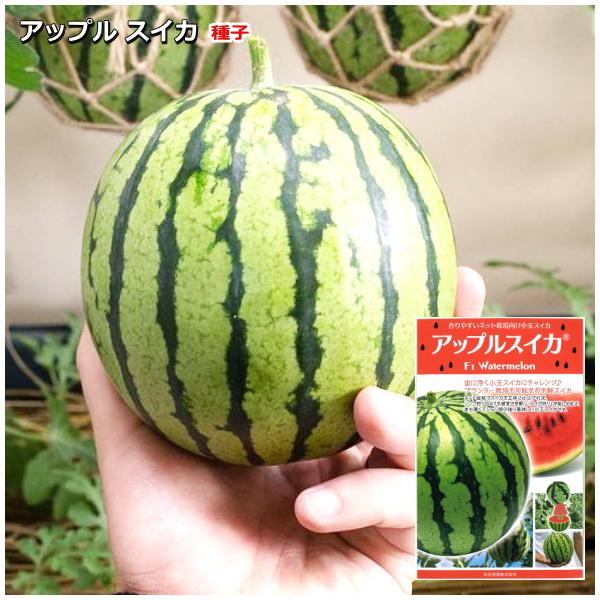 ★小袋種子の配送便と送料についてお願い小袋種子のみのご注文は、メール便にて全国一律180円で送付させて頂きます。ご注文時から概ね３日間ほどで出荷します。 代引き・着日時間指定は出来ませんので、予めご了承願います。--------------...