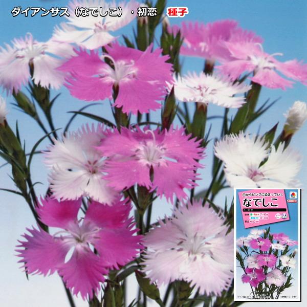 ダイアンサス（なでしこ）種子　初恋 　0.1ml（育苗可能本数：およそ25本)