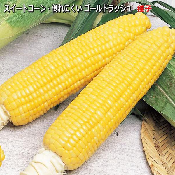 トウモロコシ 種子 倒れにくい スイートコーン ゴールドラッシュ(R)90