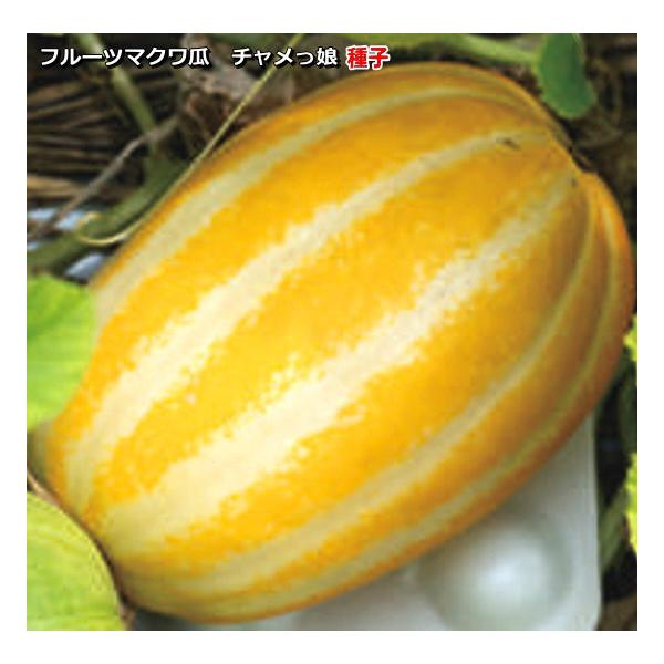 フルーツマクワ瓜　チャメっ娘　種子　10粒