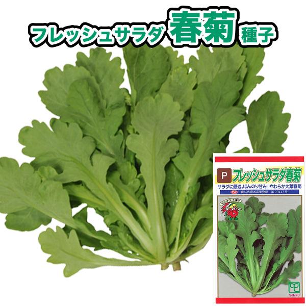 春菊【 フレッシュサラダ春菊 】種子 400粒