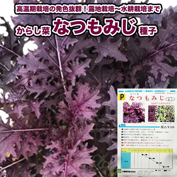 からし菜【 なつもみじ 】種子 200粒