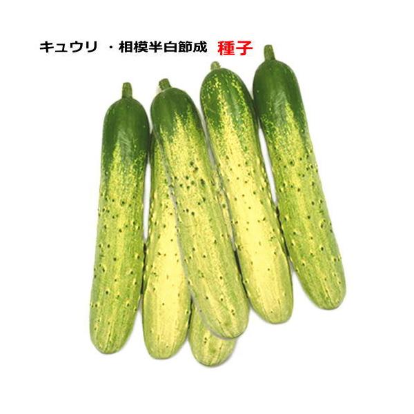 キュウリ【 相模半白節成 】 種子　---------------------------浅漬けにおすすめ　歯切れのよい半白胡瓜【特徴】半促成・早熟栽培用の黒イボキュウリで果長20cm前後になります。黒イボ数が少なく品質優良です。・相模半白...