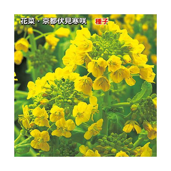 花菜 種子 京都伏見寒咲 3ml（育苗可能本数：およそ350本)