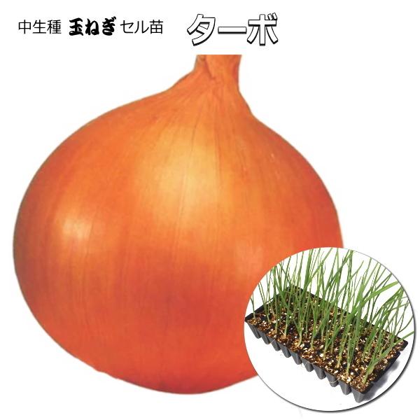 品名　　ターボ （ タマネギ 中生種 ）サイズ　セル苗　50穴 45本中生種の中でも貯蔵用に適している。大玉320g程で、病気に強く作りやすい品種です。1月後半から追肥し、止め肥えは中間地や暖地の場合、3月中旬（寒冷地：4月上旬までに、遅肥...
