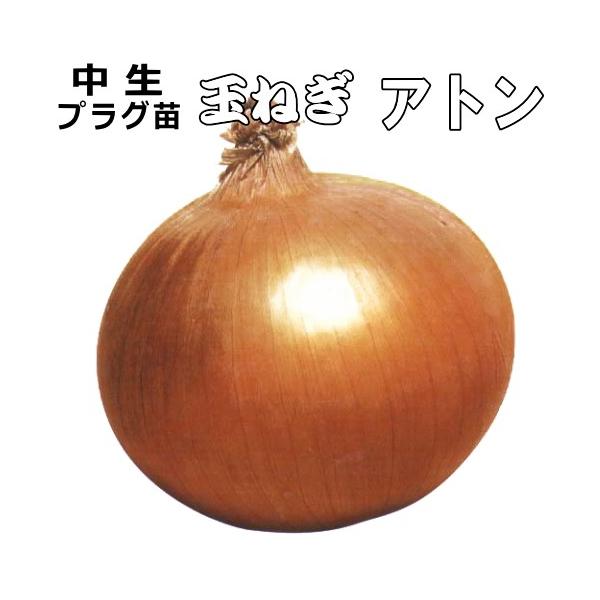 品名　　アトン （ タマネギ 中生種 ）サイズ　セル苗　100穴 90本350g前後、大玉栽培では600g程度にもなるり、辛みが少なめで甘い。普通栽培では12月まで、大玉栽培でも10月までの貯蔵が可能です。1月後半から追肥し、止め肥えは中間...