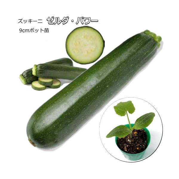 ズッキーニ ゼルダ・パワー 9cmポット苗