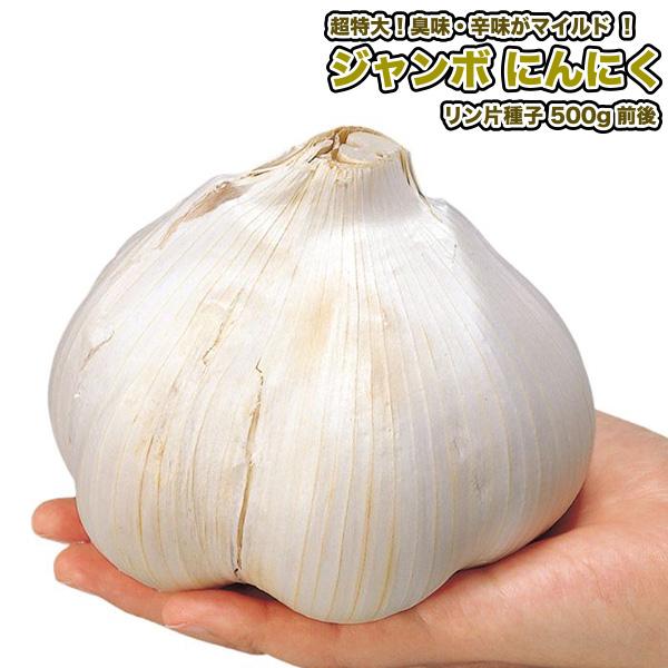 ジャンボ にんにく  リン片種子 200g 前後（6〜8片前後）