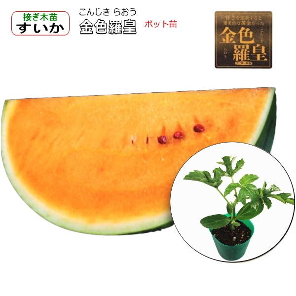 接ぎ木 スイカ 金色羅皇 こんじきらおう 9cmポット苗 西瓜