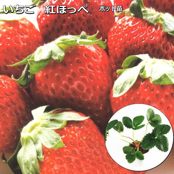 【農林水産省 登録品種（登録名：紅ほっぺ）】 海外持出禁止（公示「農林省HP」参照）長めの円錐形に成熟する大きめ果実が特徴です。フルーティーな香りがあり、果皮は鮮やかな赤色。果肉も桃紅色に色づき、甘味と酸味のバランスがとれた大変ジューシーで...