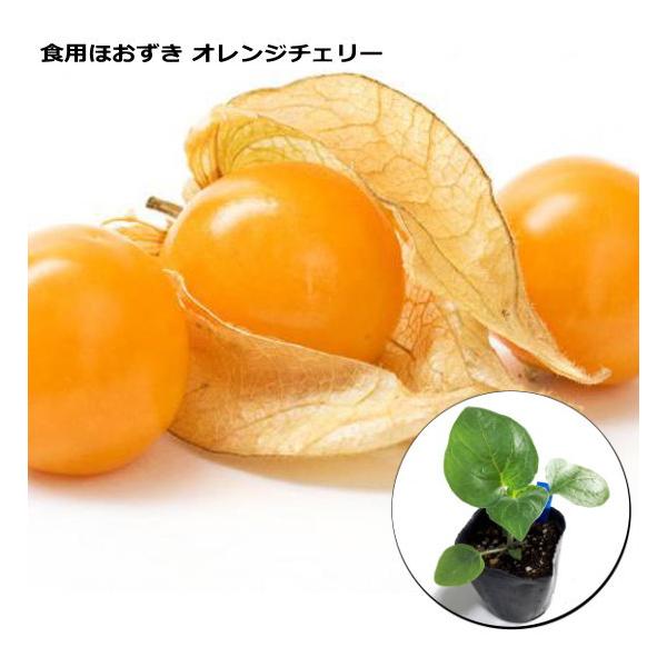 食用 ほおずき　オレンジチェリー　9cmポット苗