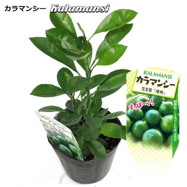 カラマンシー Kalamansi （四季橘　シキカン）　苗木