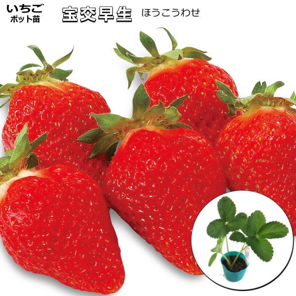 いちご 【 宝交早生 ほうこうわせ 】　ポット苗庭菜園にオススメ　栽培しやすい品種♪寒冷地の露地栽培にも向く、代表品種です。 深型プランターでも栽培可能。収穫後ランナーからご自分で苗を増やすこともできます。果実がやわらかく、鮮やかな紅色果で...