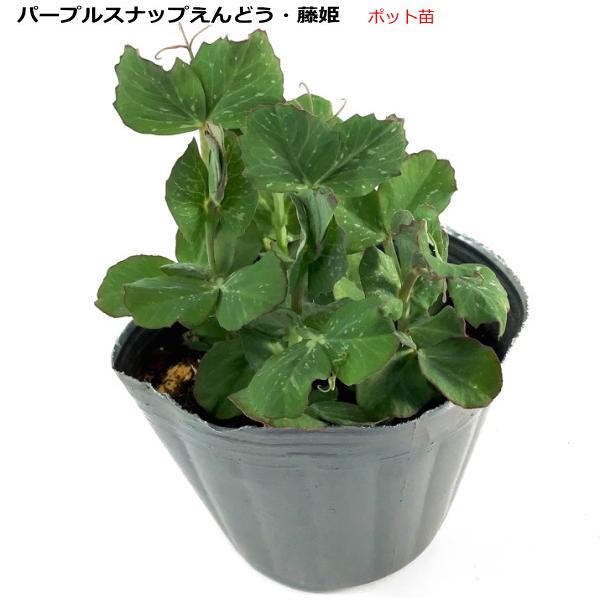 【 パープルスナップえんどう 藤姫 】 ポット苗さやの色が紫色の、早生赤花スナップエンドウ！サヤは、長さ7.5cm〜8cm前後、幅1.5cm前後のやや短めの中サヤ系品種。初花房は主枝の13節ぐらいから発生し、1花房に2サヤずつ安定して着生し...