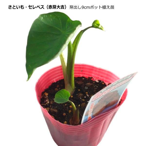 さといも 赤芽大吉 芽出し 9cm ポット苗 里芋 サトイモ