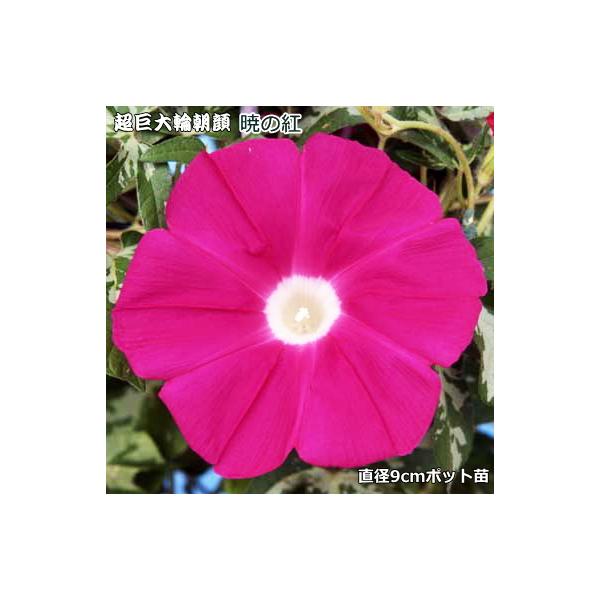 朝顔 暁の紅 9cmポット苗 暁シリーズ
