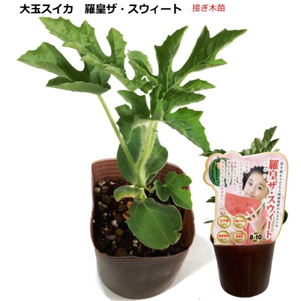 接ぎ木 大玉スイカ　羅皇ザ・スウィート 9cmポット苗 ラオウシリーズ