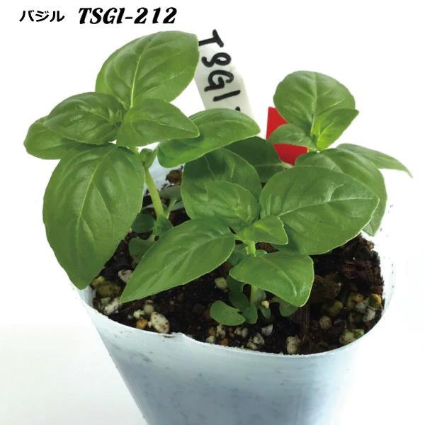 バジル TSGI-212 Basilico 9cm ポット苗