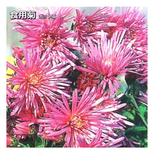 食用菊 9cmポット苗 ピンク色