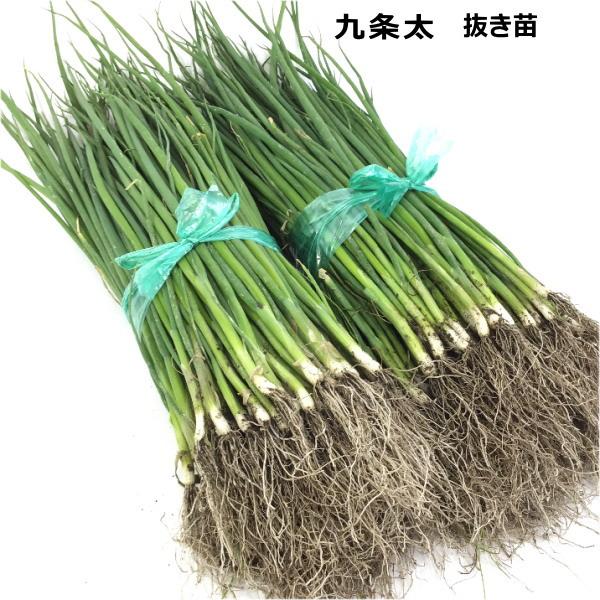 −特長− 京都特産で西日本を中心に広く栽培されている葉ネギ用種で、耐寒性が強く、冬ネギとしての利用が多い。  草丈は60cm程度で3〜4本程に分けつします。肉厚で葉先までやわらかく芳香に富み、浅黄系より茎が太くやわらか。中〜大ねぎに利用され...