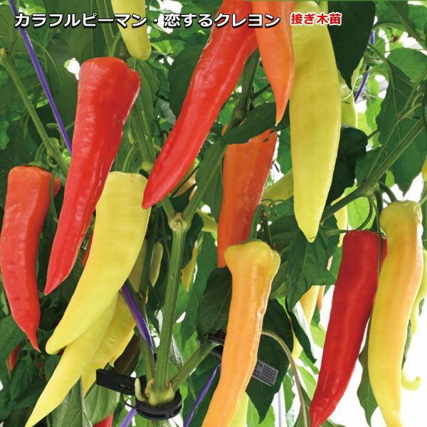 カラフルピーマン・恋するクレヨン　接ぎ木　ポット苗