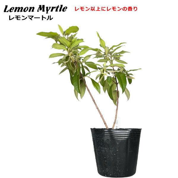 【 レモンマートル Lemon Myrtle 】 12cmポット苗木【 特徴 】・オーストラリアのクイーンズランド州の海岸沿いやブリスベンからケアンズにかけての亜熱帯性地域に自生する常緑低木です。・レモンよりもシトラールの成分が多く、葉から...