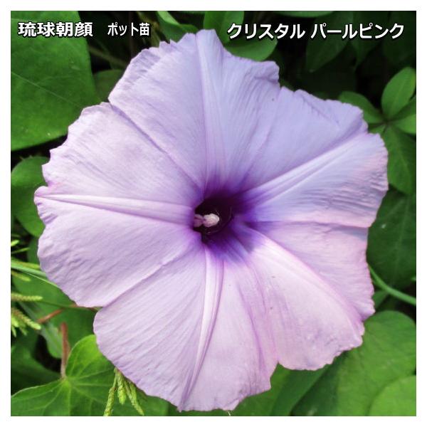 【 宿根 あさがお クリスタル パールピンク  】9cmポット苗 もみじ葉 琉球朝顔（ノアサガオ）