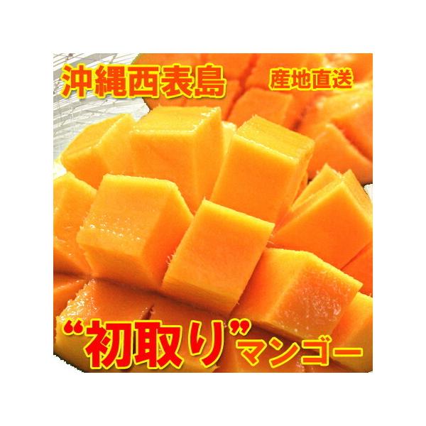 マンゴー アーウィン」の人気商品一覧 | 安い商品を通販サイト