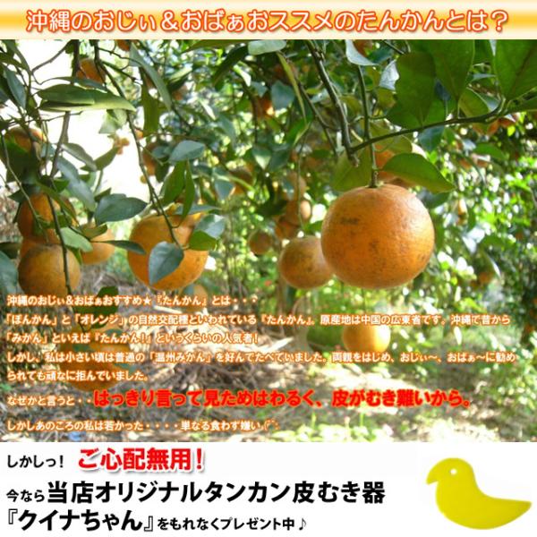 沖縄産タンカン たんかん 5kg 専用皮むきのオマケつき 送料無料 沖縄オレンジ みかん 贈答 訳あり 甘い ミカン 種類 屋久島 鹿児島 奄美 発送可能 Buyee Buyee Japanese Proxy Service Buy From Japan Bot Online