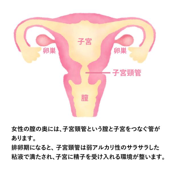 nagaikiya-honpo_517f12_2