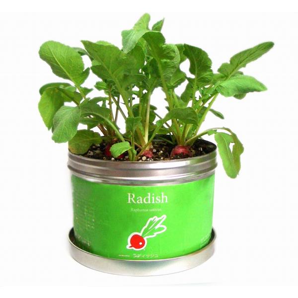 リトルガーデン プロ ラディッシュ Lgp 03 ナガクラ オンラインストア 通販 Yahoo ショッピング