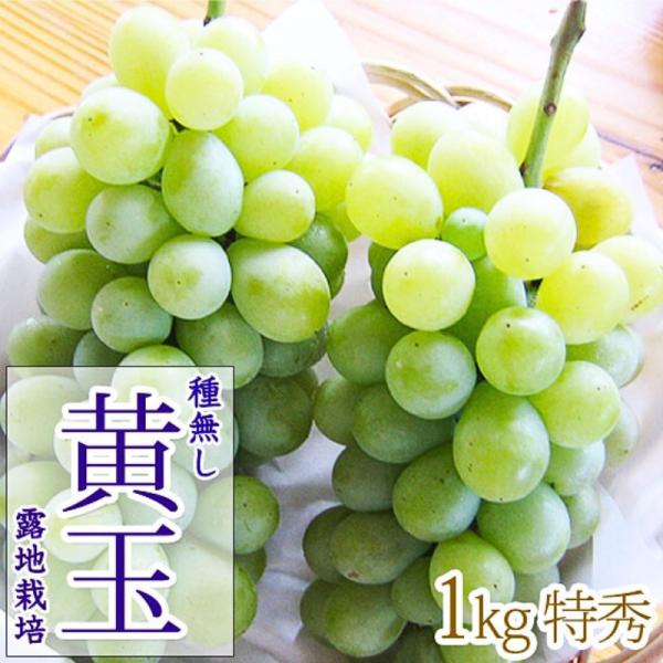 ＼予約販売開始／黄玉１kg 2〜3房 糖度23〜25 種無しでそのまま食べられる甘〜いぶどう 送料込み （沖縄県・離島地域配送不可） 9月中旬以降から順次発送
