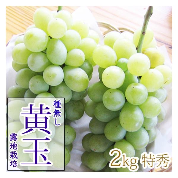 ＼予約販売開始／黄玉2kg 4-5房 糖度23〜25 種無しでそのまま食べられる甘〜いぶどう 送料込み （沖縄県・離島地域配送不可） 9月中旬以降から順次発送