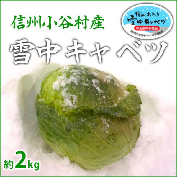小谷村の雪中キャベツは、雪中で甘みが熟成されたのちに収穫します。雪から顔を出したキャベツはパリパリとしながらも柔らかく、水分を多く含んだみずみずしさ。そのまま生で食べてもえぐみが少なく、甘さを強く感じられます。