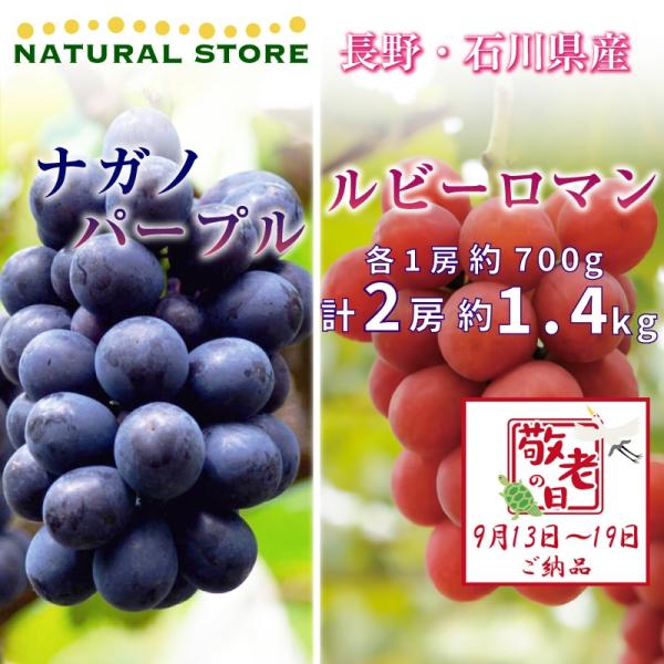 正規通販 サロンドフルーツ 日本橋 予約 9月13日 9月19日の納品 ナガノパープル ルビーロマン 各1房 約1kg 500g ぶどう 敬老の日 まだ間に合う Hanatomi Co Jp