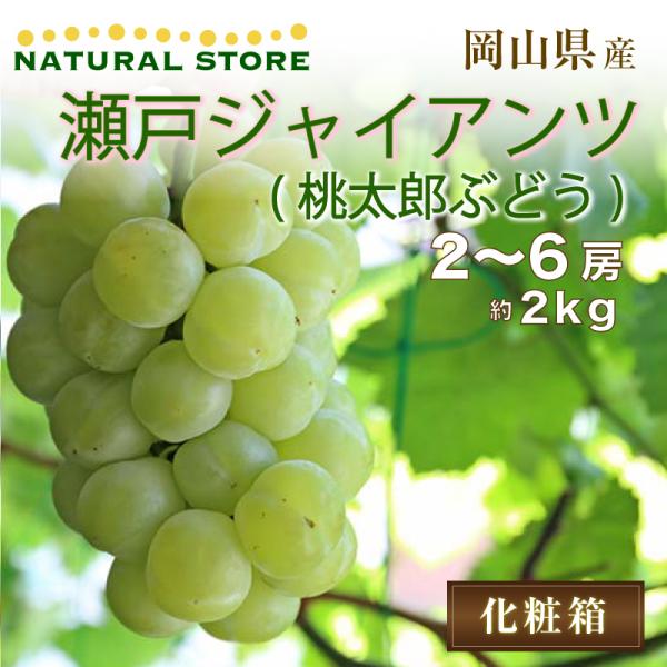 瀬戸ジャイアンツ 2kgの人気商品・通販・価格比較 - 価格.com