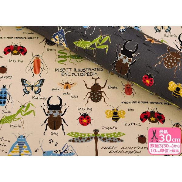 Rbg΂₵  cC INSECT  NK^ egEV Jt  ̕ RbgcC cCn n z 3(30cm)10cmP