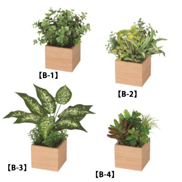 卓上 観葉植物の人気商品 通販 価格比較 価格 Com