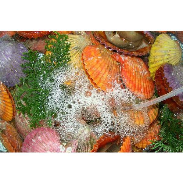 ヒオウギ貝 7.5cmサイズ 100枚 : ナカトー - 通販 - Yahoo!ショッピング