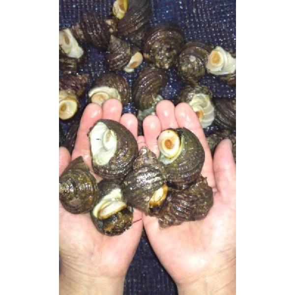 豆サザエ Tan Sazae1 ナカトー 通販 Yahoo ショッピング