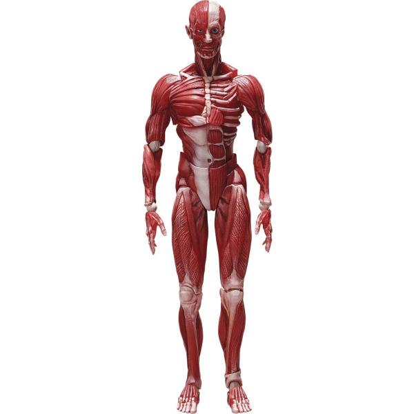 figma SP-142 人体模型 FREEing - figma SP-142 人體模型Action Figure (FIGMASP142