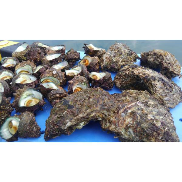 富山湾 岩牡蠣＆サザエ　バーベキューセット 生食可