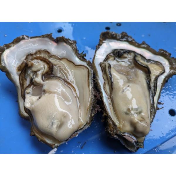 富山湾産 天然岩牡蠣 １０個入り １個３００ｇ〜４００ｇ 生食可