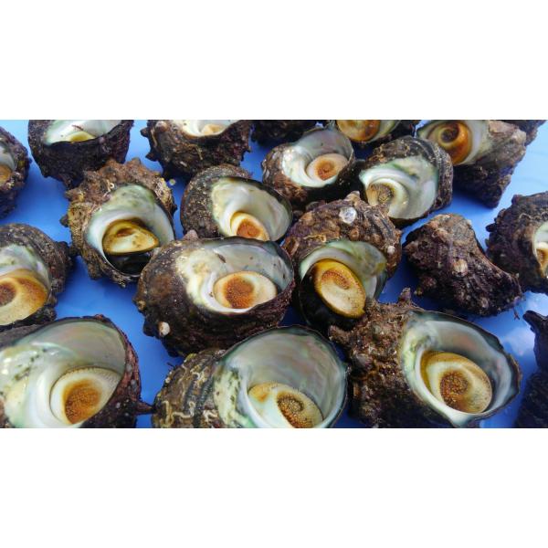 富山湾 サザエ５ｋ（５０個以上）生食可